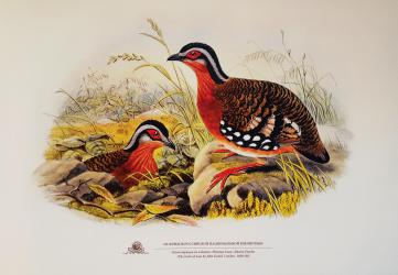 Illustration from The Birds of Asia by John Gould 