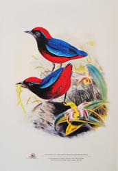 Illustration from The Birds of Asia by John Gould