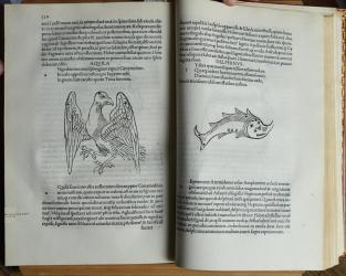 Aldine Editions of the 15th - 16th Centuries