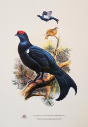 Illustration from The Birds of Asia by John Gould