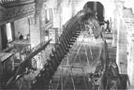 P.S.Radetsky. Zoology Museum of the Academy of Sciences. Whale's Skeleton. 1912.