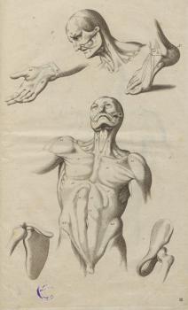 Анатомические рисунки к атласу К. Чези «Ясное показание и основательное представление о анатомии живописцов»