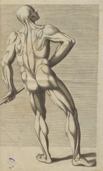 Анатомические рисунки к атласу К. Чези «Ясное показание и основательное представление о анатомии живописцов»