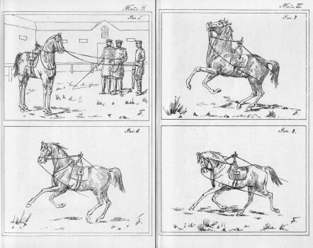 Иллюстрации из книги «Руководство для работы лошади на вольту под прибором берейтора Иванова». Санкт-Петербург, 1894