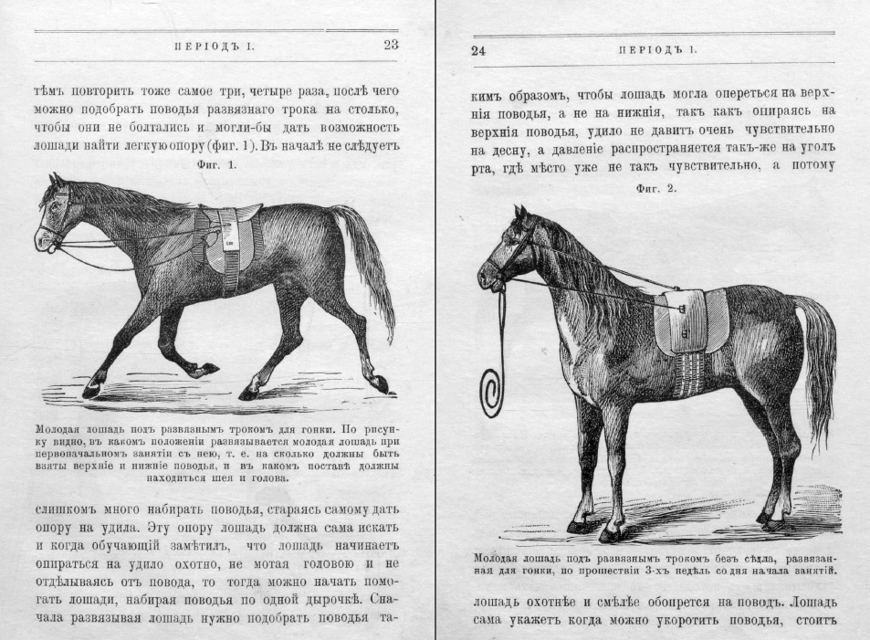 Читать про лошадей. Вес боевой лошади. Лошадь читает книгу. О чем говорят лошади читать краткое содержание. Киселевой прыгуны и скакуны чтение.