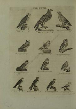 Двенадцать хищных птиц