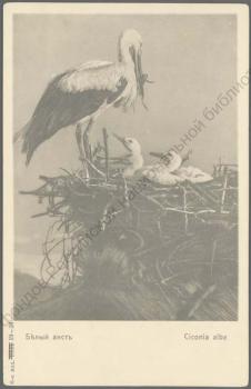 Белый аист [Изоматериал] = Ciconia alba