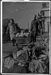Ленинград в дни Отечественной войны : на бульварах и парках ленинградцы вырастили хороший урожай овощей : работники госпиталя за сбором капусты.
