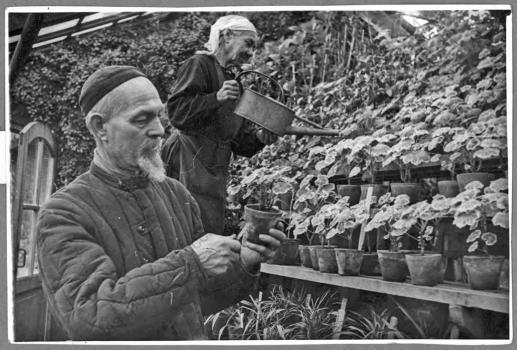 В цветочной оранжерее Ботанического института Академии наук СССР
